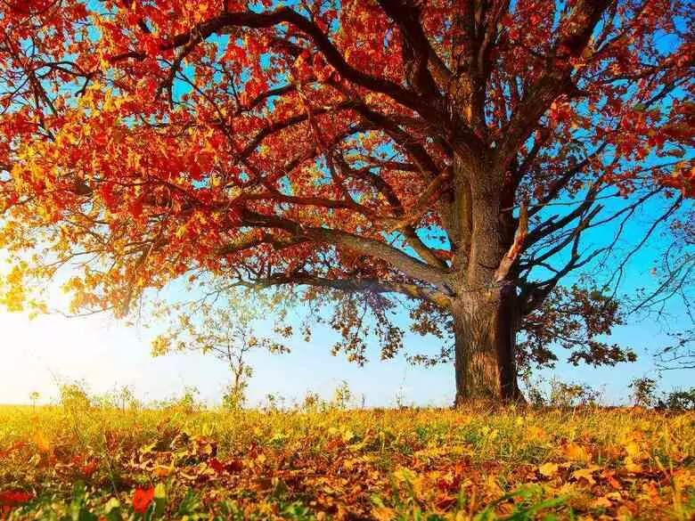 Zadbaj o odporność na jesień